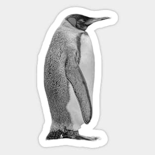 King Penguin in B&W Sticker